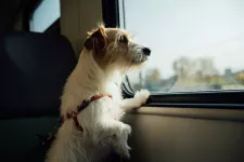 Hund som åker tåg. Foto. 